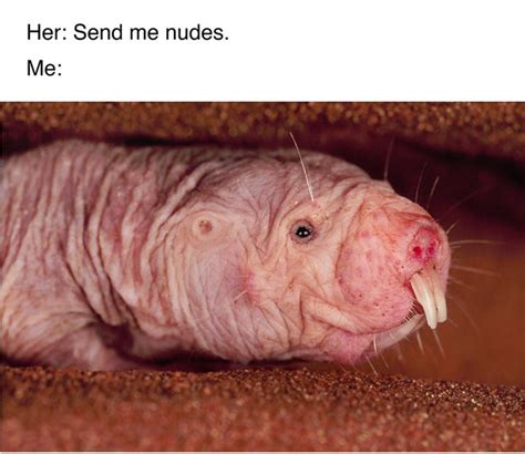 naked mole rat meme|Odd Canadian campaign uses naked mole rat to。